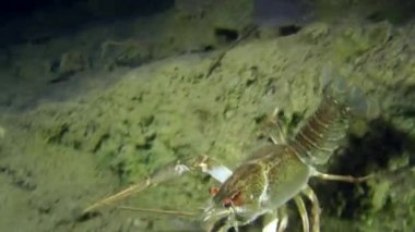 Avrupa kerevit (Astacus sp.)