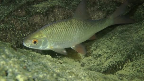 Rudd (Scardinius erythrophthalmus). — Vídeos de Stock