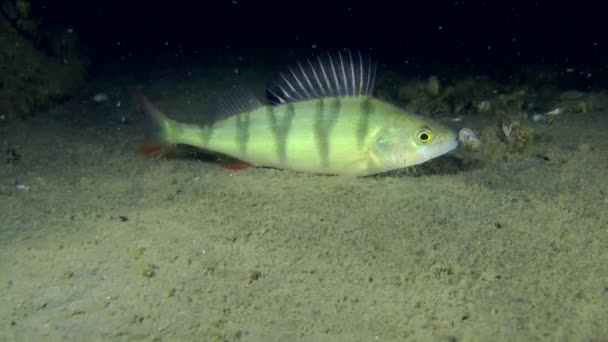 Európai sügér (perca fluviatilis). — Stock videók