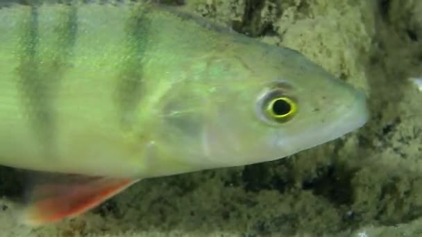 Poleiro europeu (Perca fluviatilis ). — Vídeo de Stock