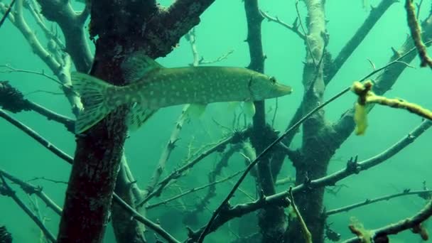 Northern pike (Esox lucius). — Stock Video