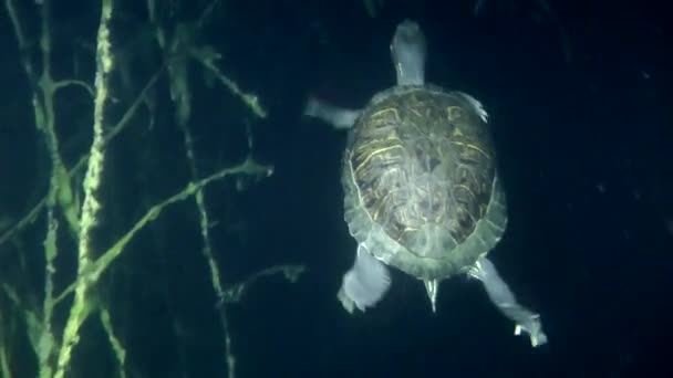 Deslizador de estanque de tortugas (Trachemys scripta). — Vídeo de stock