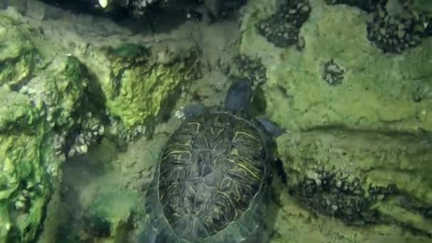 Turtle Pond reglaget (Trachemys scripta). — Stockvideo