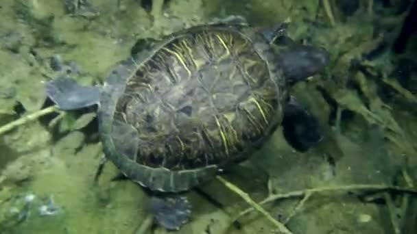 Deslizador de estanque de tortugas (Trachemys scripta). — Vídeos de Stock