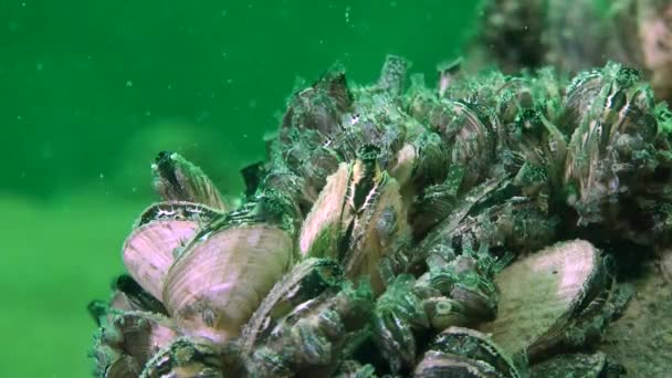 Zebra mussel (Dreissena polymorpha). — Stock Video