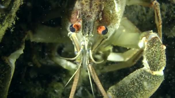 Europäischer Krebs (astacus sp).) — Stockvideo