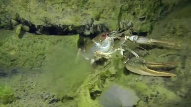 Cangrejo de río europeo (Astacus sp. .) — Vídeo de stock