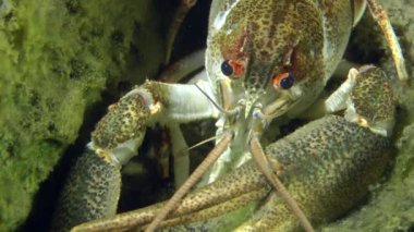 Avrupa kerevit (Astacus sp.)