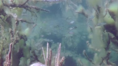 Rudd (Scardinius erythrophthalmus).