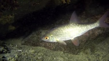 Ortak roach (Kızılgöz Kızılgöz).