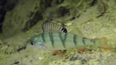 Tatlısu levreği (perca fluviatilis).