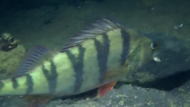 Poleiro europeu (Perca fluviatilis ). — Vídeo de Stock