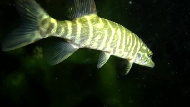 Luccio boreale (Esox lucius ). — Video Stock