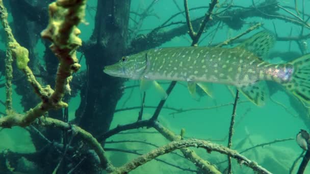 Kuzey pike (esox lucius). — Stok video