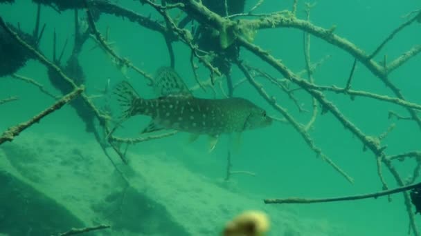 Northern pike (Esox lucius). — Stock Video