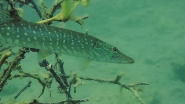 Štika obecná (esox lucius). — Stock video