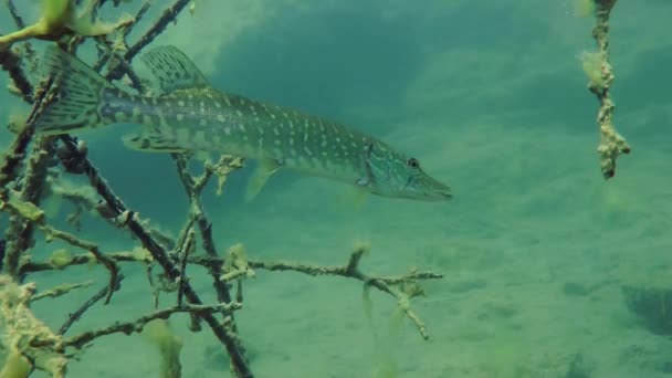 Gädda (esox lucius). — Stockvideo