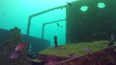 Batık gemi yakınındaki balık sürüleri.