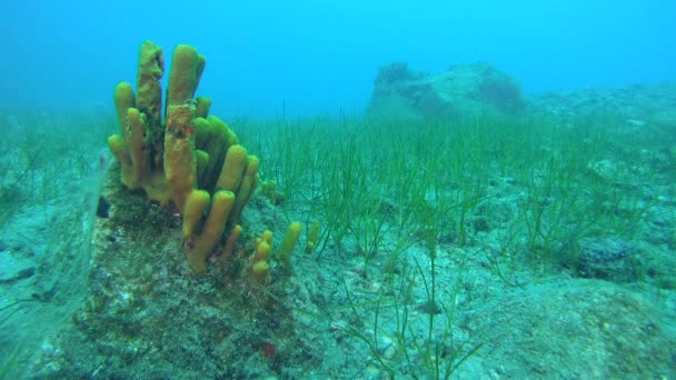 Esponja de tubo amarillo y camas de hierba marina . — Vídeos de Stock