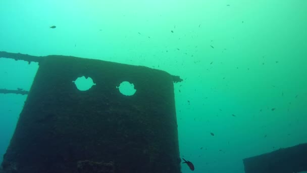 Stad ryb w pobliżu zatopiony statek. — Wideo stockowe