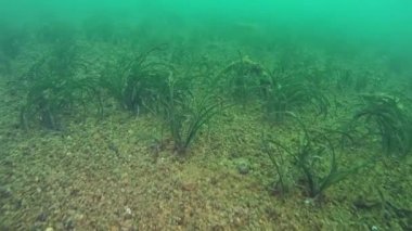 Neptune çim (Posidonia oceanica).
