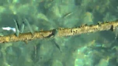 Alçaltılmış ip çevresinde küçük balık sürüsü.