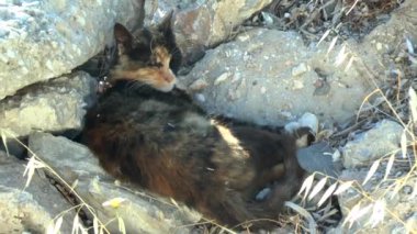 Kedi bir Yunan adasında siesta sırasında.
