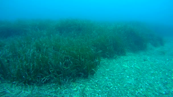 Neptune çim (Posidonia oceanica). — Stok video