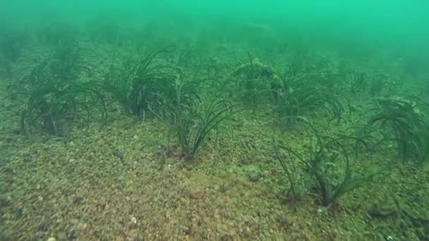 Нептун трава (Posidonia oceanica). — стокове відео