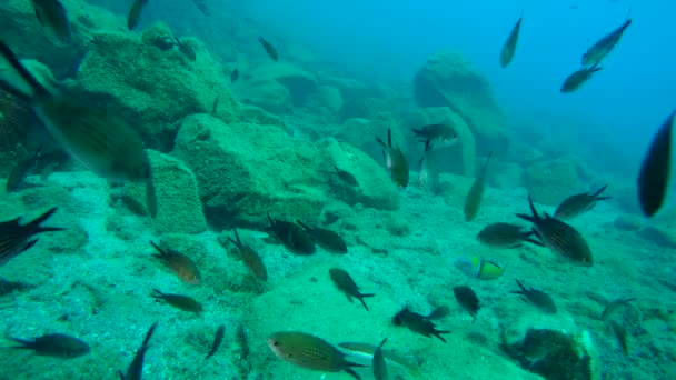 Duże stado morskich ryb (Chromis kasztanowy). — Wideo stockowe