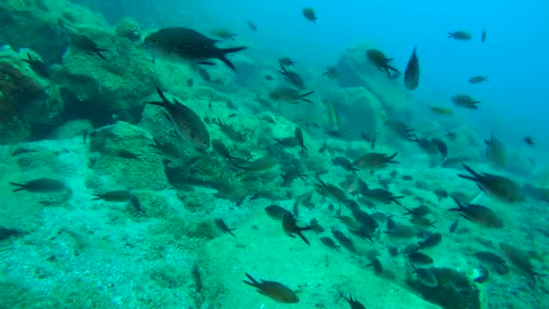 Una gran bandada de damiselas (Chromis chromis ). — Vídeos de Stock