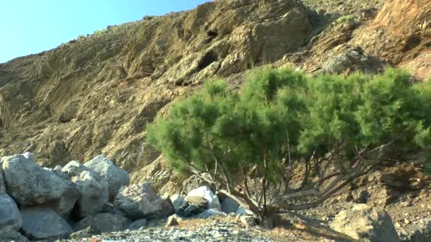 Tamarisk tree on the background of coastal cliffs. — Stock Video