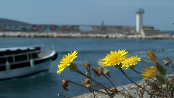 Yellow flowers growing on the port breakwater . — Stok video