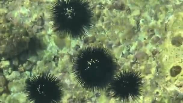 Ours de mer dans les eaux côtières peu profondes . — Video