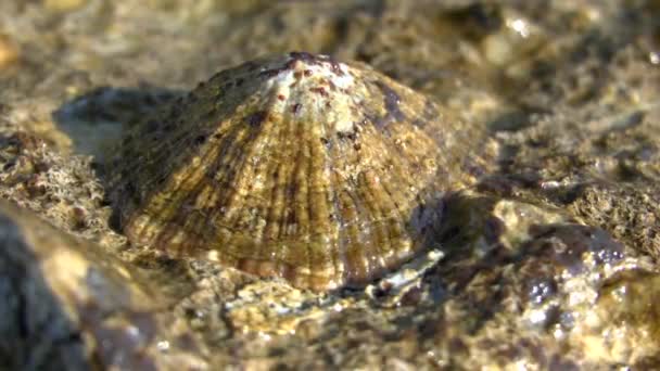 Snäckor mollusk Patella på kustnära klippor. — Stockvideo