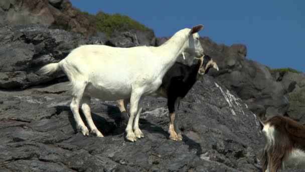 Cabras en los acantilados de la isla griega . — Vídeo de stock