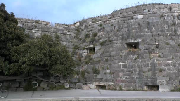 Esparciendo el árbol contra la pared de la fortaleza . — Vídeos de Stock