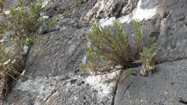 Kruidachtige planten gekweekt tussen de stenen van de muur. — Stockvideo