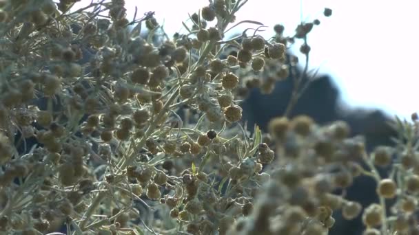 Alsem in de droge hellingen van de Griekse eilanden. — Stockvideo