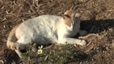 Kedi bir Yunan adasında siesta sırasında.