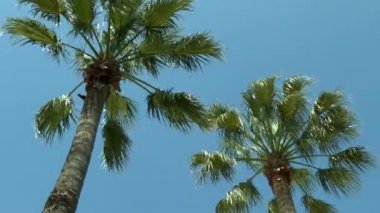 Kron ve palmiye ağaçlarının gökyüzüne karşı.