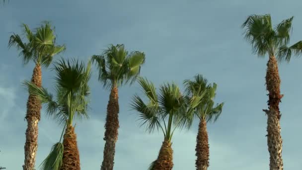 Crowns of palm trees against the sky. — Stock Video