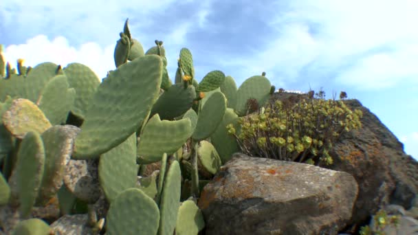 Épaisseurs de cactus de poires fourragères . — Video