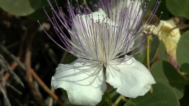 Una flor de alcaparra . — Vídeo de stock