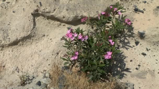 Bir dağ yamacı arka plan üzerinde çiçek açan zakkum bush. — Stok video