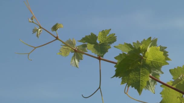 Ramo de uvas contra el cielo . — Vídeo de stock