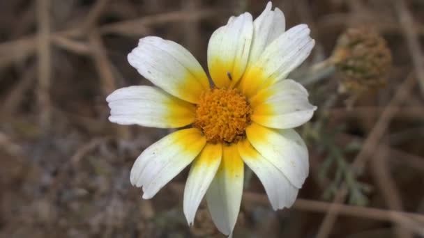 Flor blanca y amarilla de la familia Asteraceae . — Vídeo de stock