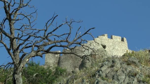 Landschaft mit abgestorbenem Baum und befestigter Mauer. — Stockvideo