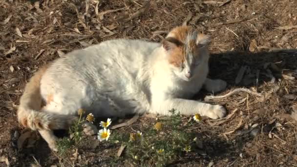 Kot podczas siesta na greckiej wyspie. — Wideo stockowe