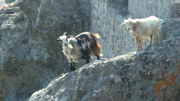 Goats on the ruins of an ancient fortress. — Stock Video